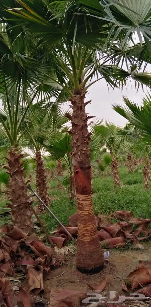 نخل واشنطن زين جميع المقاسات موجوده توصيل جميع مناطق المملكة 2