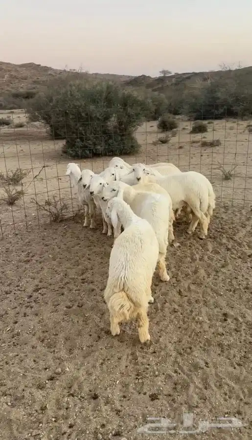 بهم حري 0