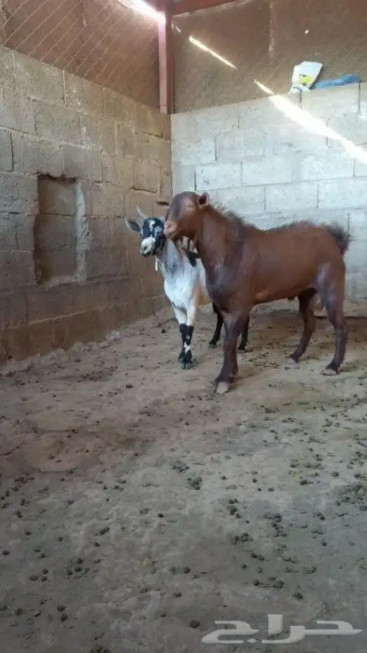 تيس ادهم اجم فحل كفووو 5