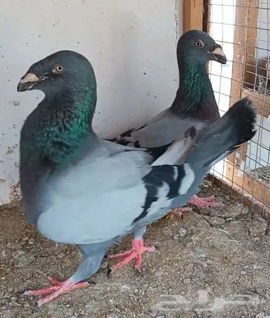 جوز أكسبيشن هومر 2
