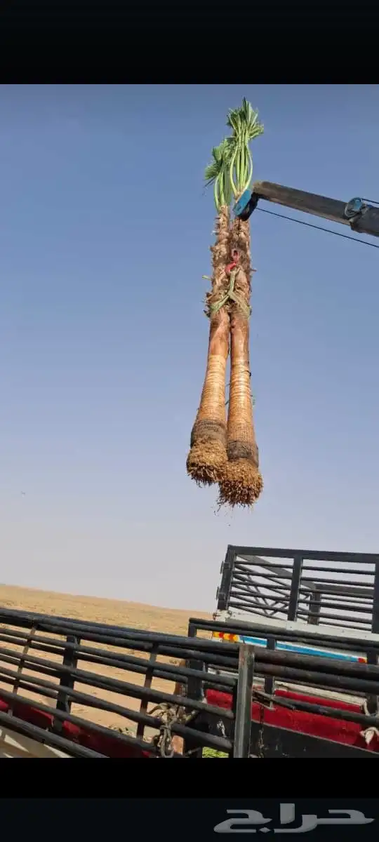 الحفر البطان 8