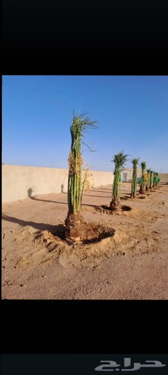 يوجد لدينا توريد جميع انواع نخيل الواشنطن والعربي المثمر 050 5