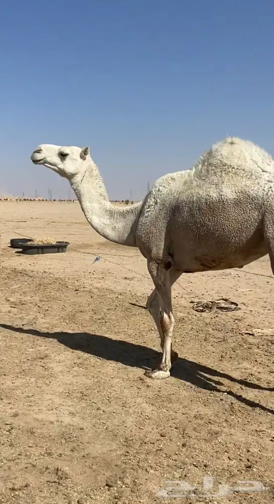 القحه وضحي 2