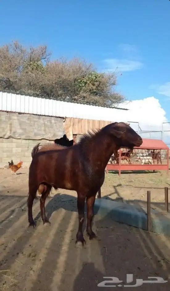 تيس ادهم اجم فحل كفووو 7