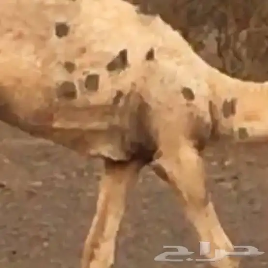 بياض عيون البل والقرع 5