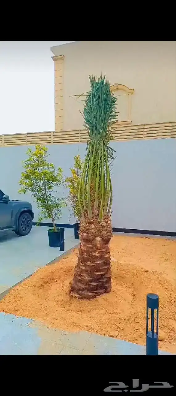 نخل للبيع طالع بتجاه تبوك 8