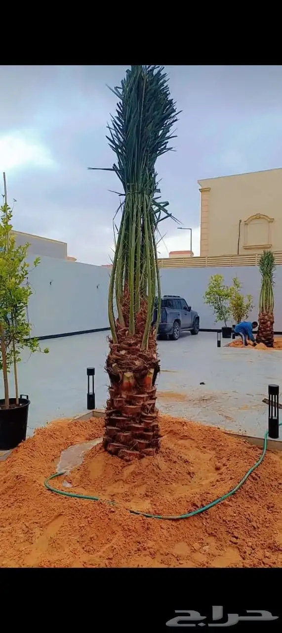 نخل للبيع طالع بتجاه تبوك 7