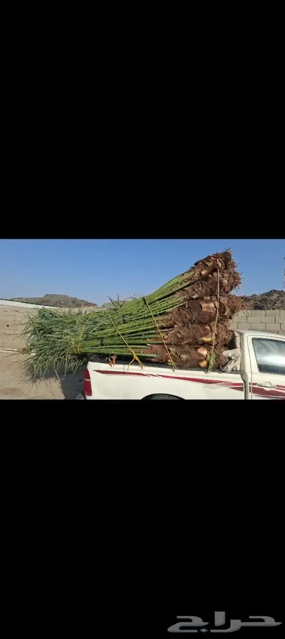 هو عند نخل الفسيل واشجر زينه لا استريح زينه فخمه 6