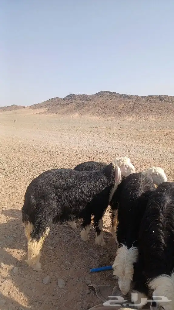 بسم الله ماشاء الله تبارك الله عرض طليان نجد بريات للبيع 1