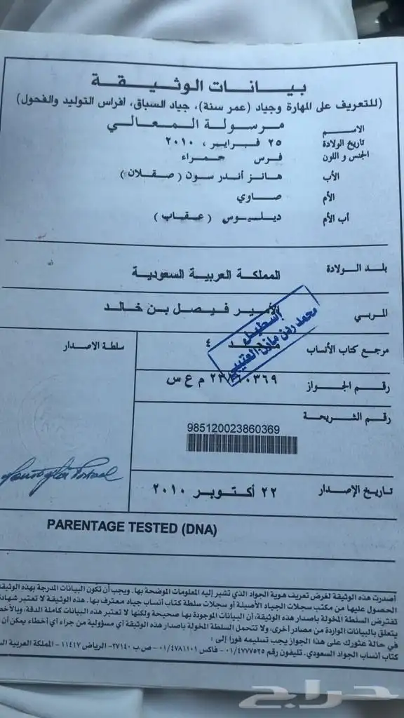 فرس انقليزيه 0