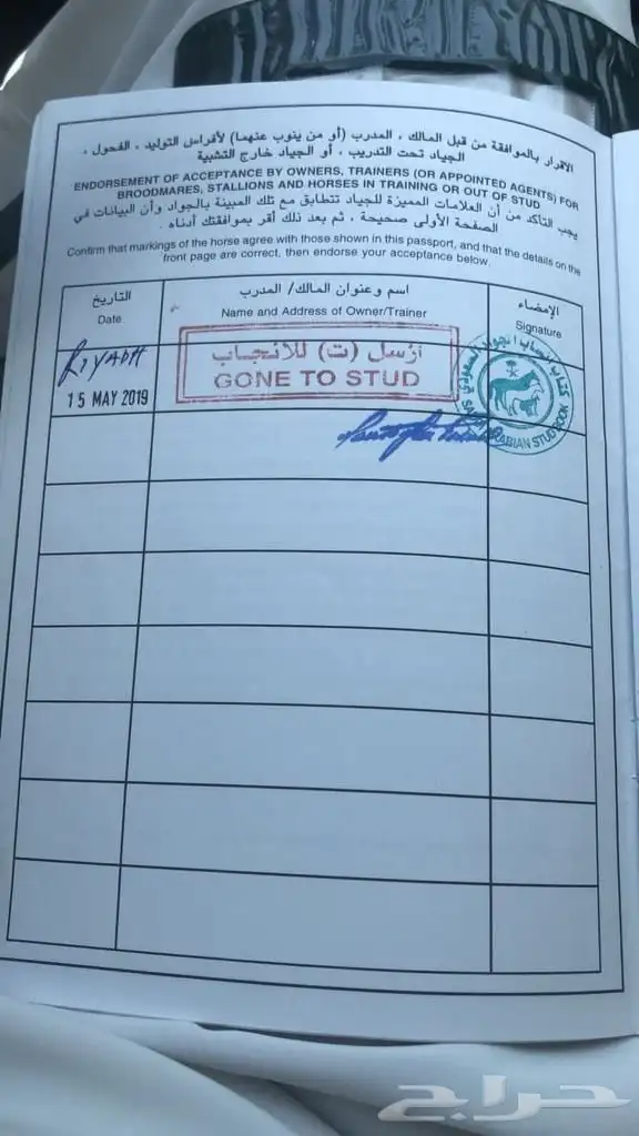فرس انقليزيه 3