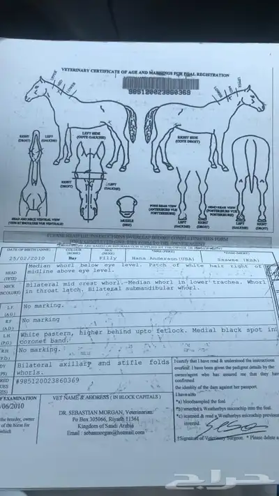 فرس انقليزيه index