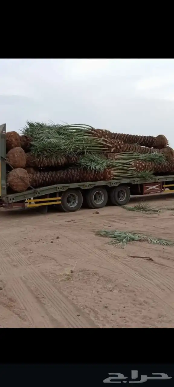 نخل للبيع طالع بتجاه تبوك 2