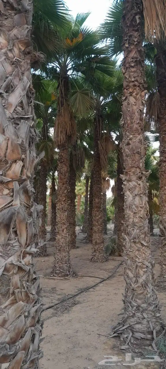 نخل واشنطني زينه امريكي 0