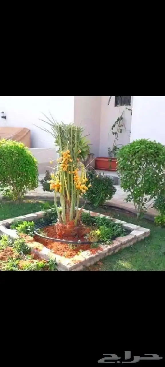 نخل للبيع طالع بتجاه تبوك 3