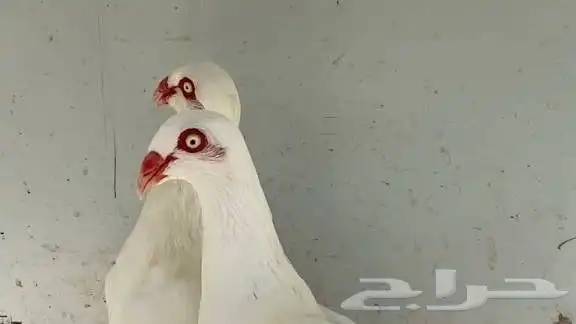 حمام دنش ابيض دنماركي 0