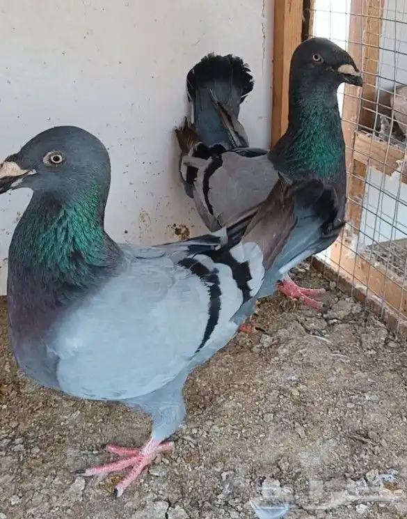 جوز أكسبيشن هومر 3