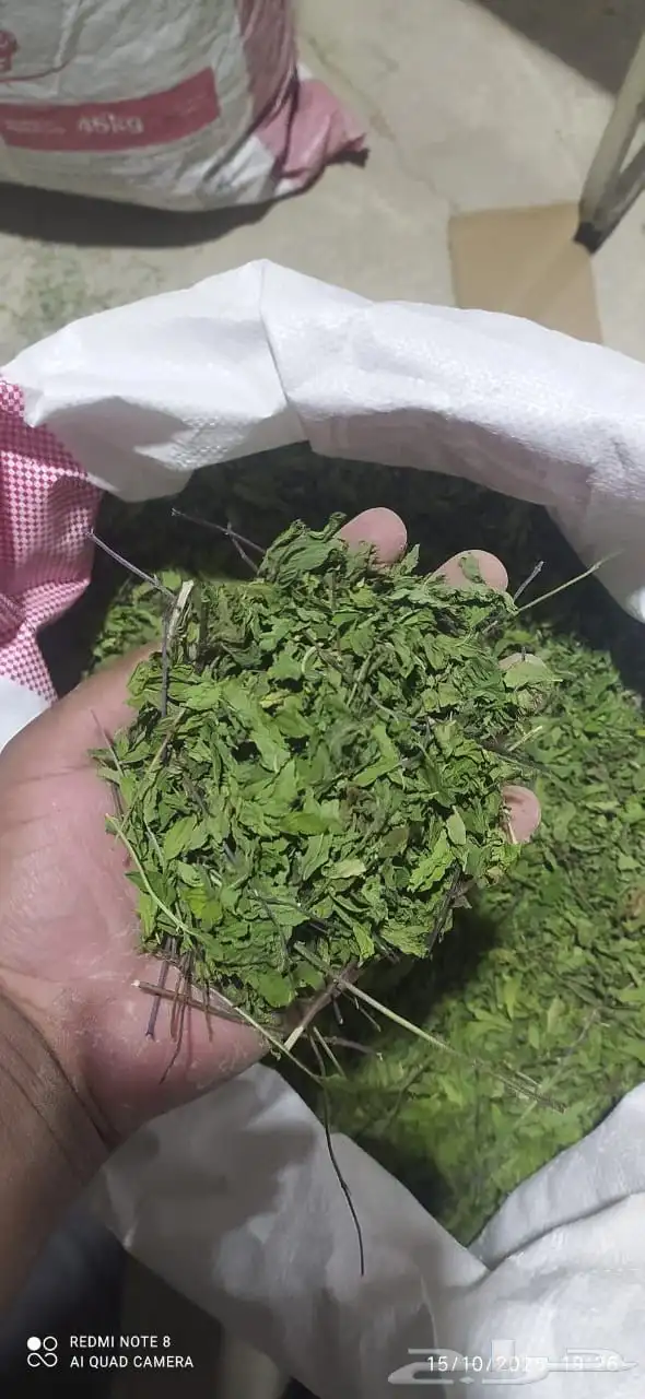 حبق حائل نعناع 1