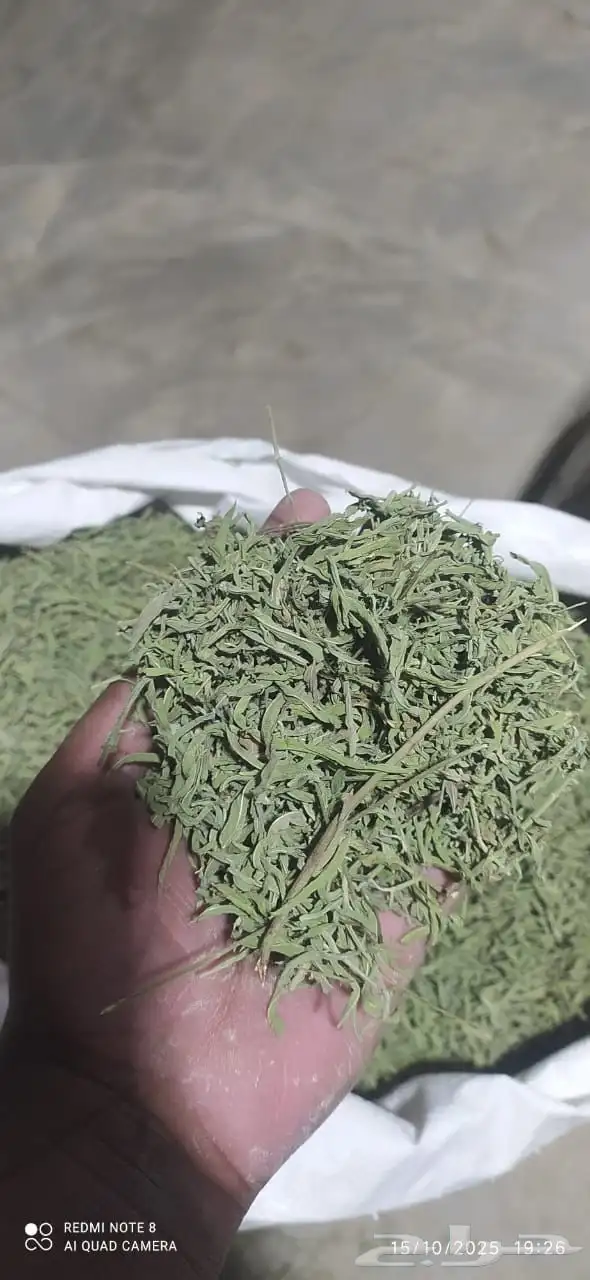 حبق حائل نعناع 0