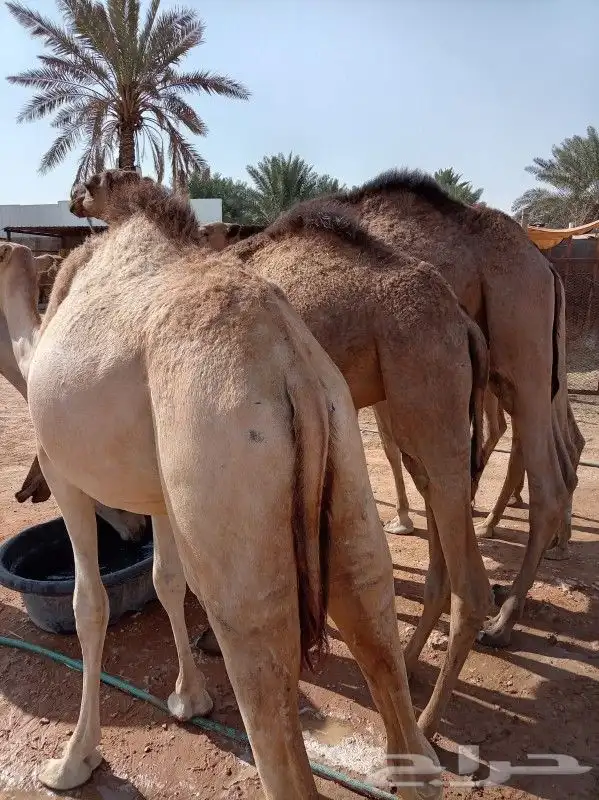 فرصه ممتازه جدا لتجار الجمله قعدان صومالي مفاريد 0