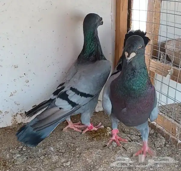 جوز أكسبيشن هومر 5