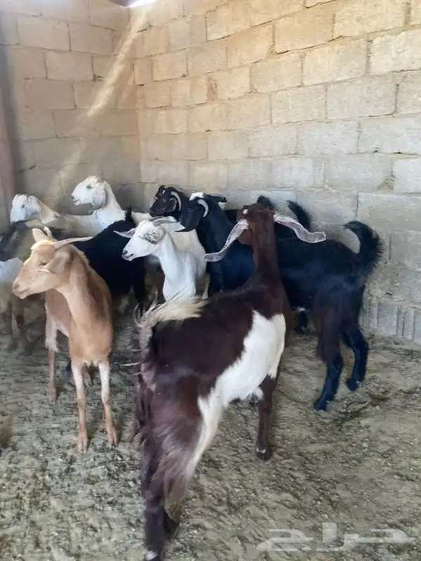معزا مراح مقنى تبارك الله 4