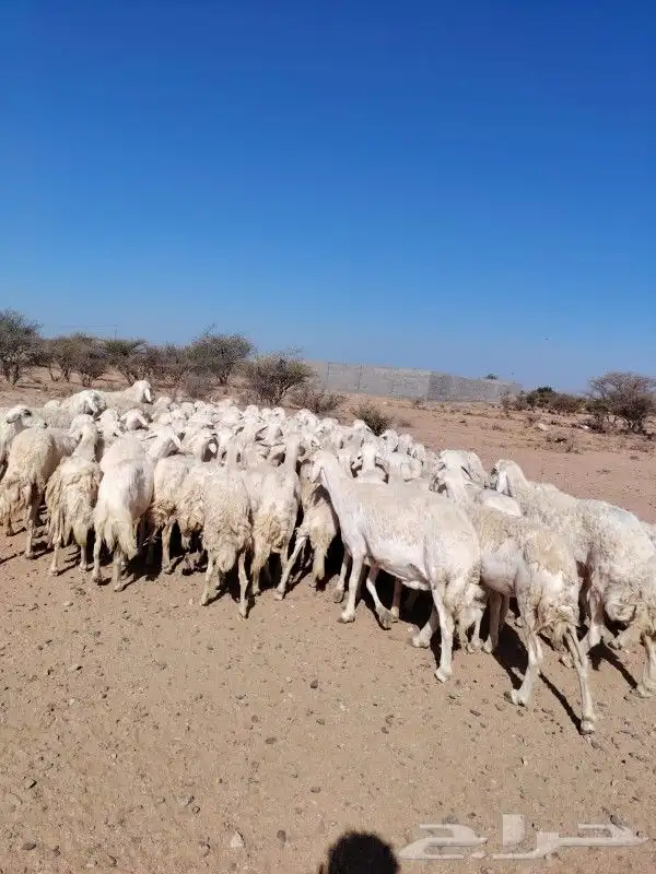 غنم نضيف مراح واحد حرش العدد 92غنم سرحه ورعي 0