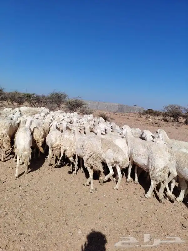 غنم نضيف مراح واحد حرش العدد 92غنم سرحه ورعي 2