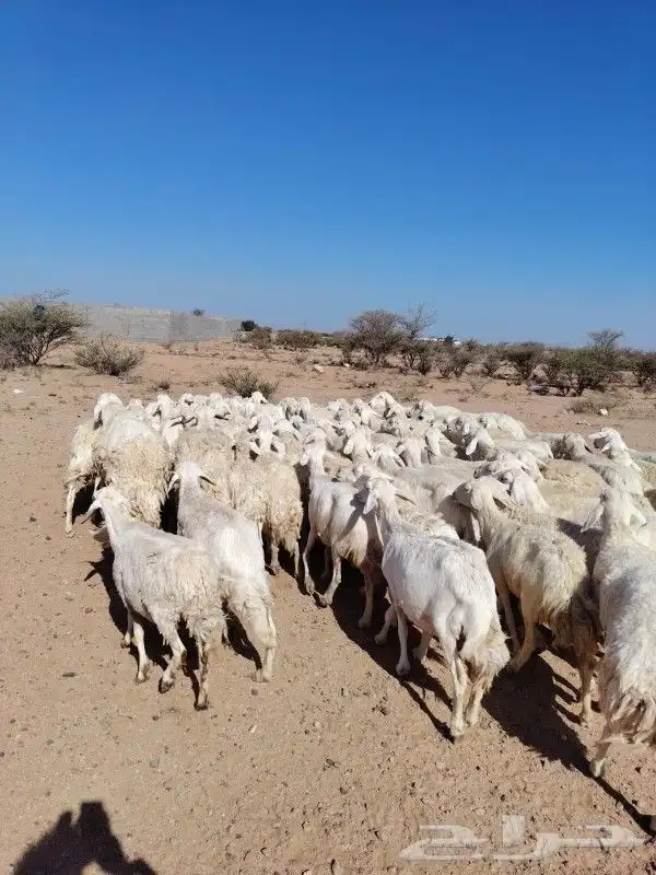 غنم نضيف مراح واحد حرش العدد 92غنم سرحه ورعي 3