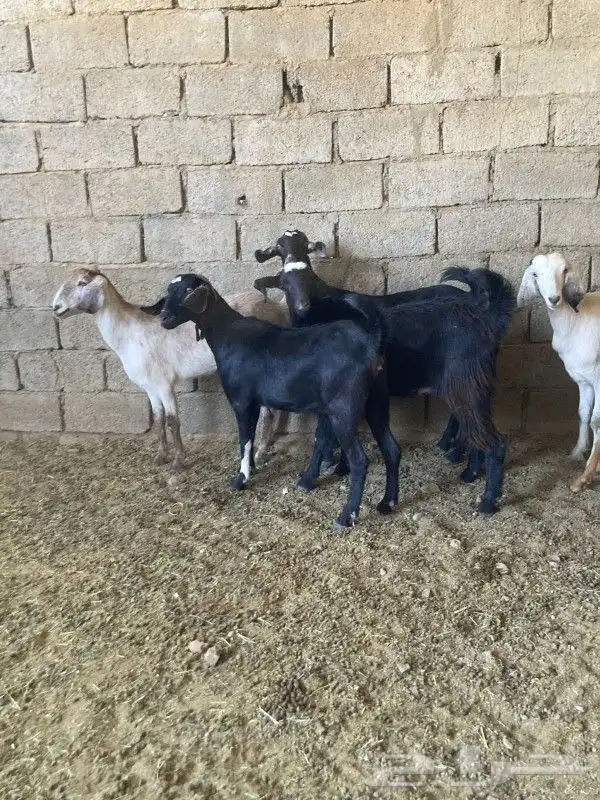 معزا مراح مقنى تبارك الله 3