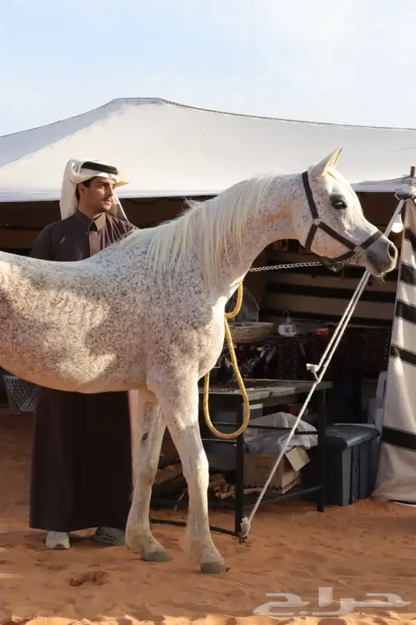 فحل مربط فاخر مستورد 0