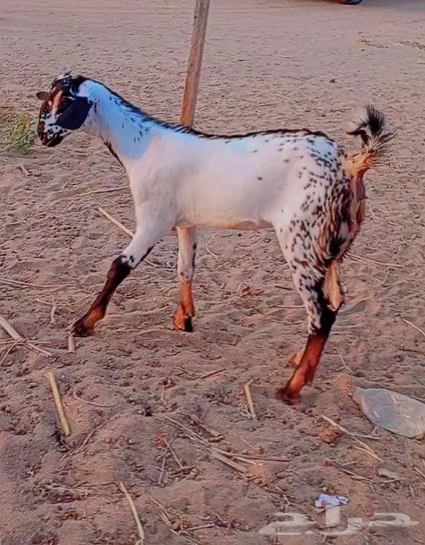 جفره بيشيه 2