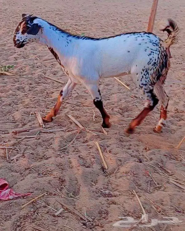 جفره بيشيه 3