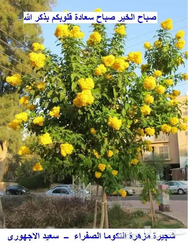 مشتل ابو رجب 6