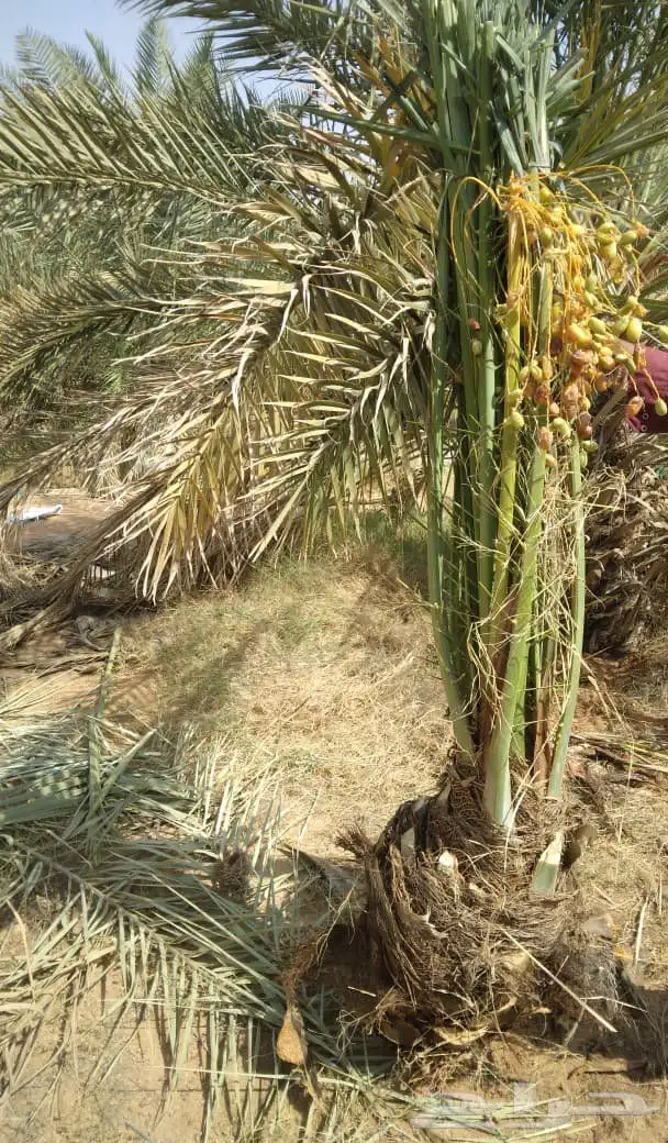 هو عند نخل الفسيل واشجر زينه لا استريح زينه فخمه 5