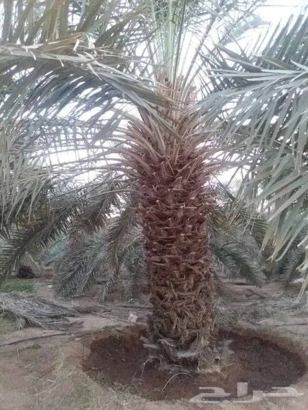 توريد النخيل 5