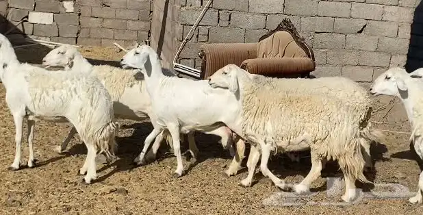 ضان حريات حرش مقاني نظيف 5