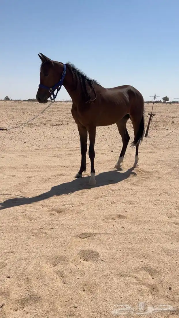 حصان عربي بدون اوراق 0