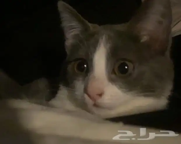 قطه مفقوده 0