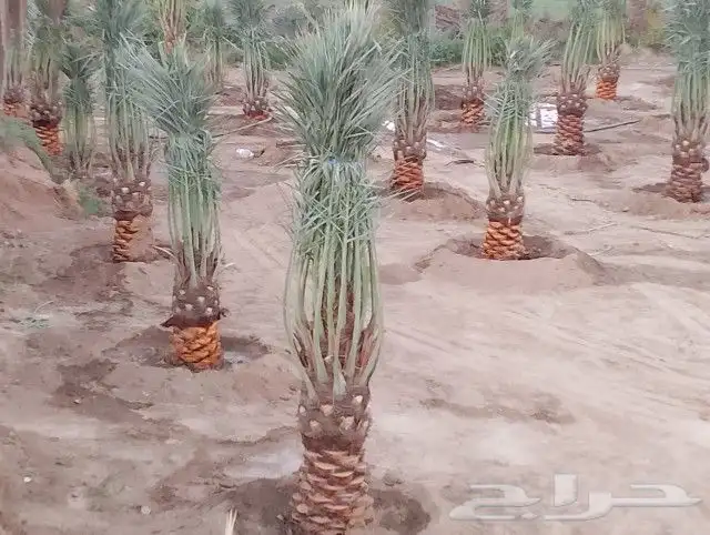 يوجد لدينا جميع انواع النخيل نقايل وجثائث وفروخ جميع انواع 0