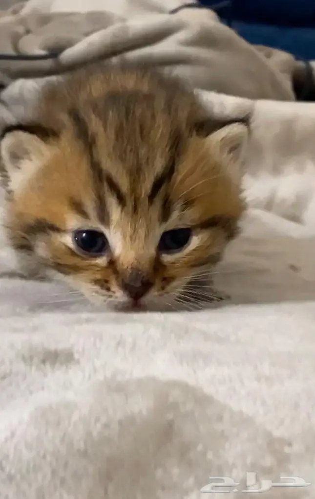 قطط سكوتش شيرازي 3