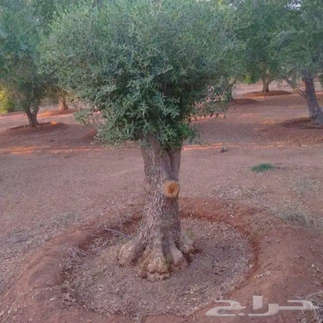 اشجار ضل كبير 2
