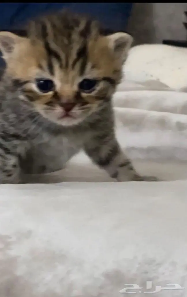 قطط سكوتش شيرازي 5