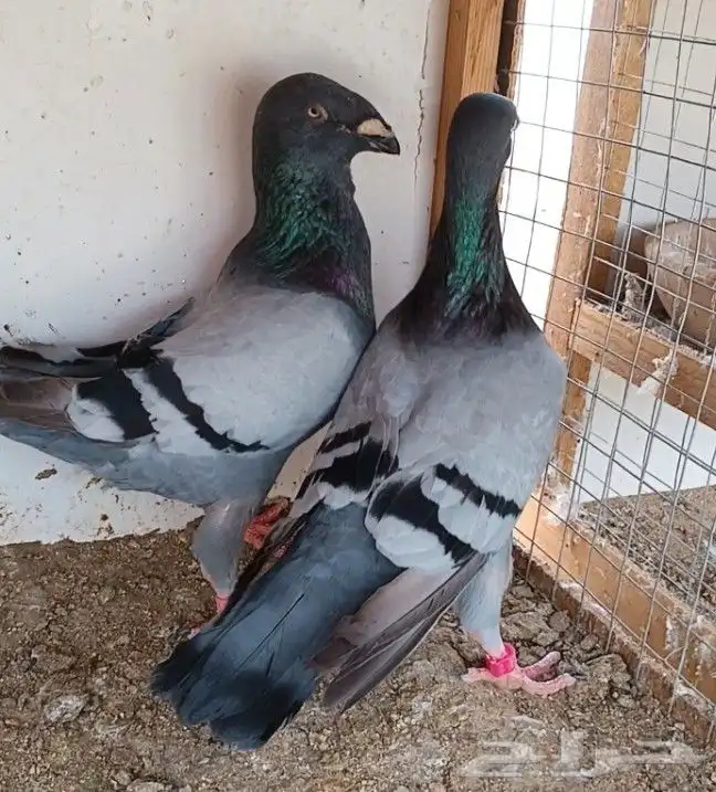 جوز أكسبيشن هومر 11