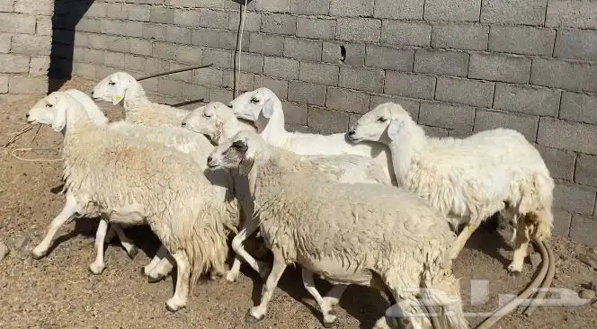 ضان حريات حرش مقاني نظيف 1