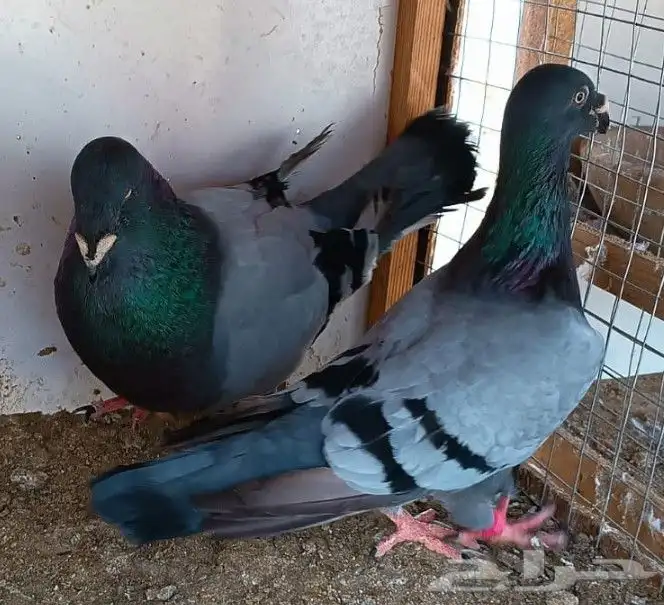 جوز أكسبيشن هومر 17