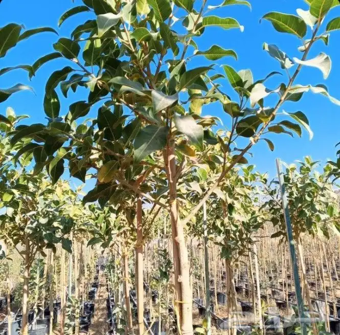 اشجار ضل كبير 7