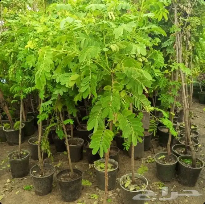 اشجار ضل كبير 6