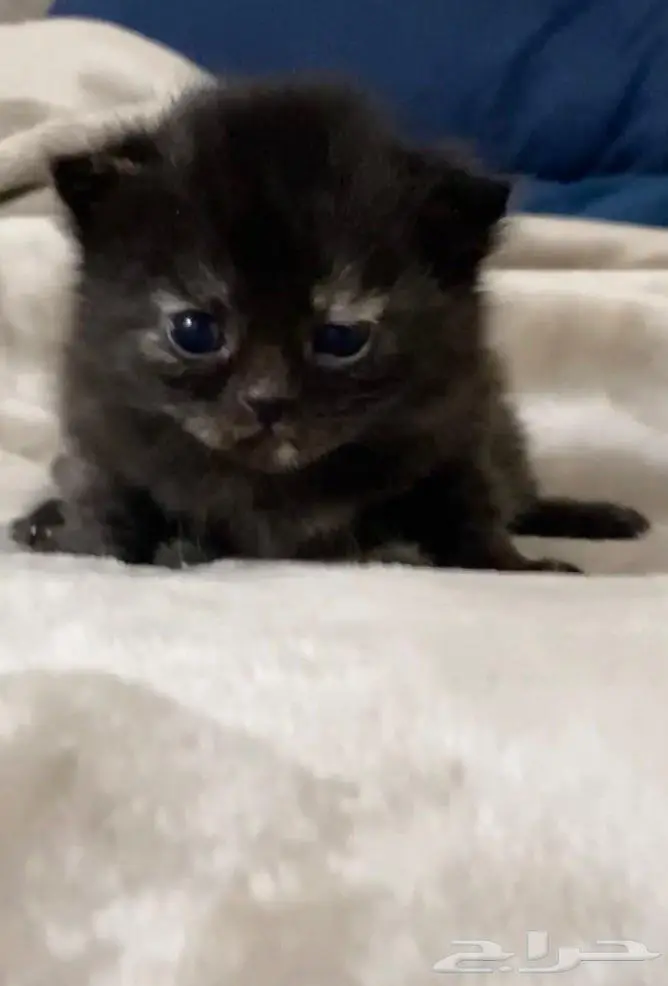قطط سكوتش شيرازي 0