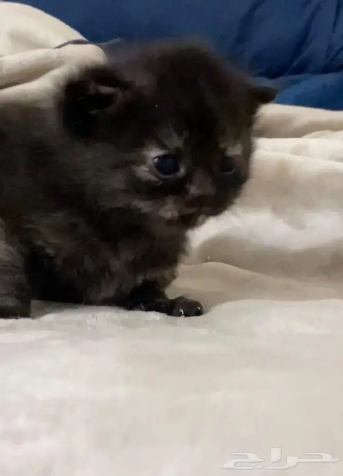 قطط سكوتش شيرازي 1